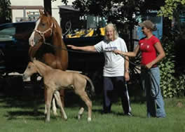 Ackerman's Performance Horses Boarding, Trainining, Breeding. Ackerman Distributing, Construction, & Farming