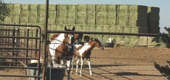 Donna Ackerman Training, Breeding, &  Boarding Center, Northern Colorado