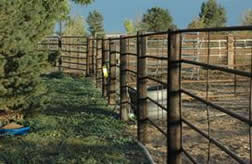 Donna Ackerman Training, Breeding, &  Boarding Center, Northern Colorado