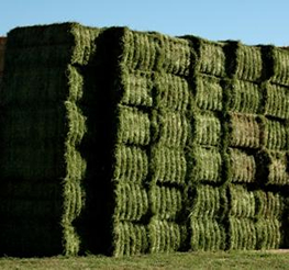 Alfalfa and Grass Hay for Sale North Eastern Colorado Near Greeley Delivery Available