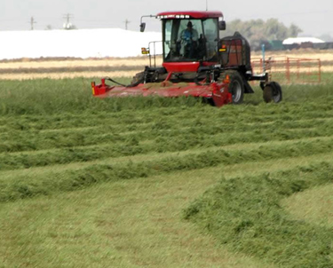 Custom Windrowing Grass & Alfalfa in Northern Colorado