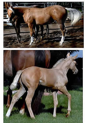 AQHA Stallion Ackerman's Breeding Center Donna Ackerman