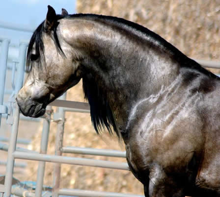 Hollywood Dunit Good Buckskin Stallion Standing at Ackermans Performance Horses