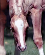 Hollywood Dunit Good's Foals Ackerman Performance Horses