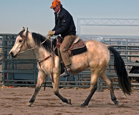 Hollywood Dunit Good Foals Ackerman Performance Horses