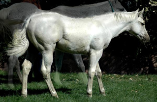 Hollywood Dunit Good Foals Ackerman Performance Horses