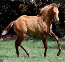 Hollywood Dunit Good Foals Ackerman Performance Horses