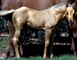 Hollywood Dunit Good Foals Ackerman Performance Horses