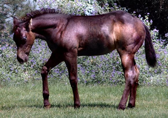 Hollywood Dunit Good Foals Ackerman Performance Horses