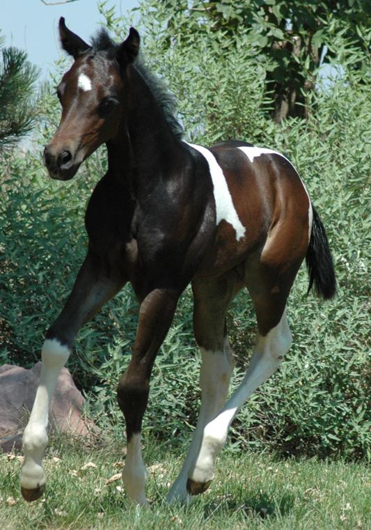 Hollywood Dunnit Good Foals Ackerman Performance Horses