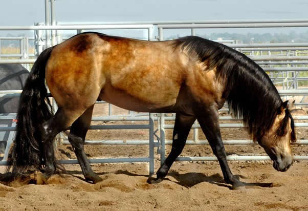 Hollywood Dunit Good Buckskin Stallion Standing at Ackermans Performance Horses