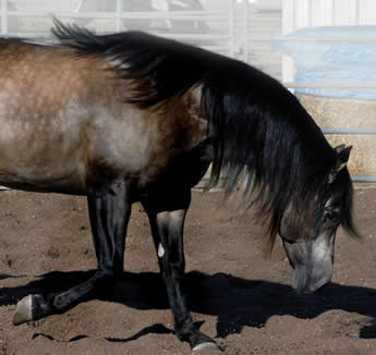 Hollywood Dunit Good Buckskin Stallion Standing at Ackermans Performance Horses