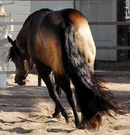 Hollywood Dunit Good Buckskin Stallion Standing at Ackermans Performance Horses