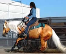 Donna Ackerman Training, Breeding, &  Boarding Center, Northern Colorado