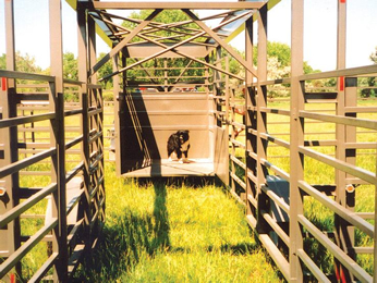 Titan West OK Corral, Portable Corral for Cattle