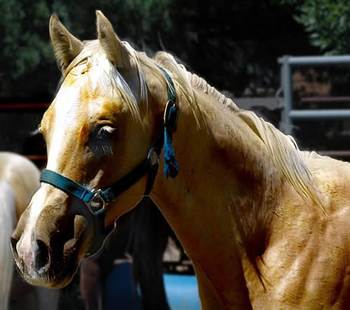 Buckskin Stud Colt by Hollywood Dunit Good