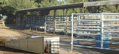 Ackerman's Performance Horses Boarding, Trainining, Breeding. Ackerman Distributing, Construction, & Farming