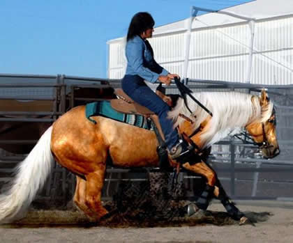 Ackermans Training & Breeding Center Donna Ackerman