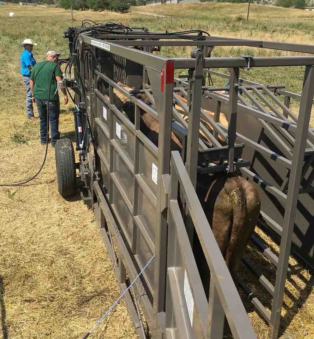 Portable Hydraulic Cattle Working Chute, Double Alley with Tub