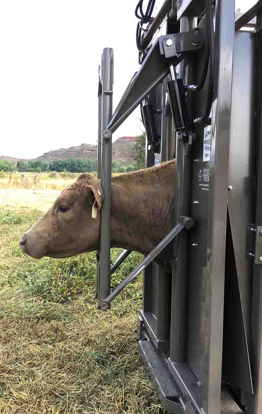 Portable Hydraulic Cattle Working Chute, Double Alley with Tub