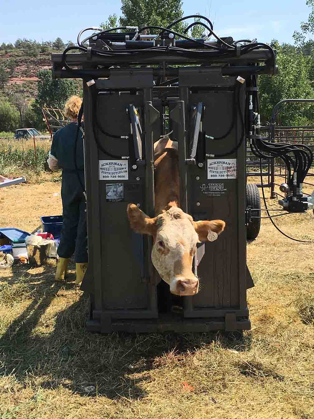 Portable Hydraulic Cattle Working Chute, Double Alley with Tub