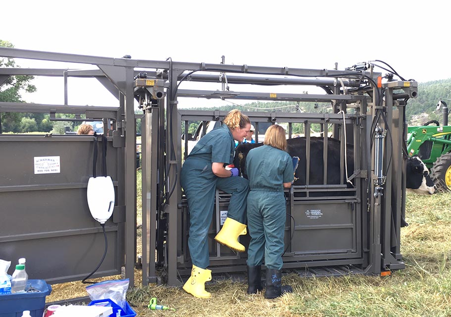 Portable Hydraulic Cattle Working Chute, Double Alley with Tub