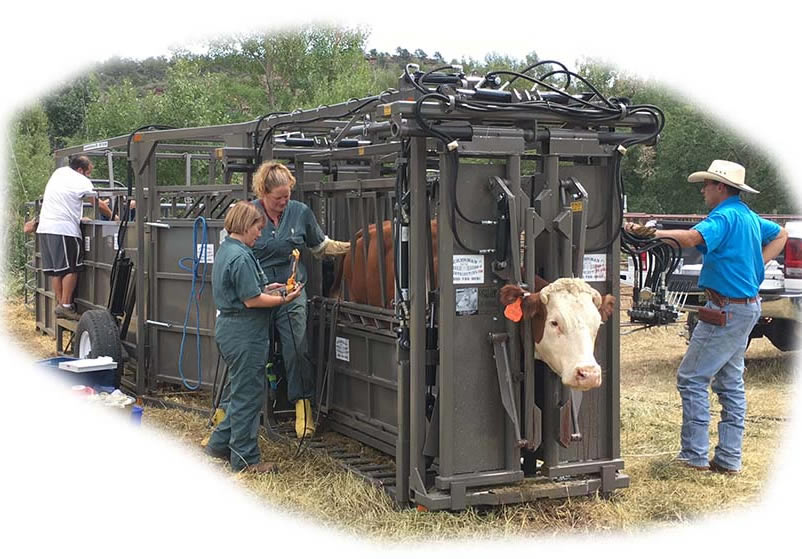 WW Equipment, WW Chutes, Calf Table, Longhorn Chute, Maternity Pen, Calf Tables, Headgates