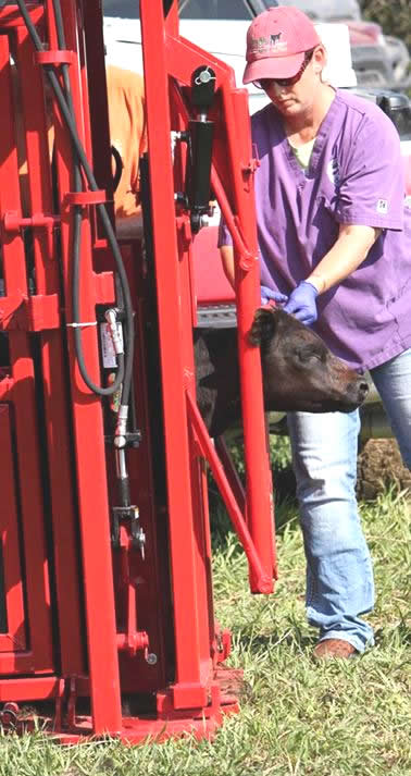 Titan Cattle Care Hyd Chute